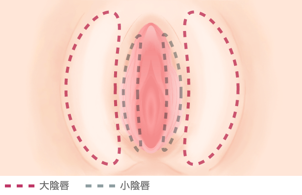 大陰唇の範囲